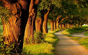 Golden Hour Tree Line Along a Winding Country Path HD wallpaper