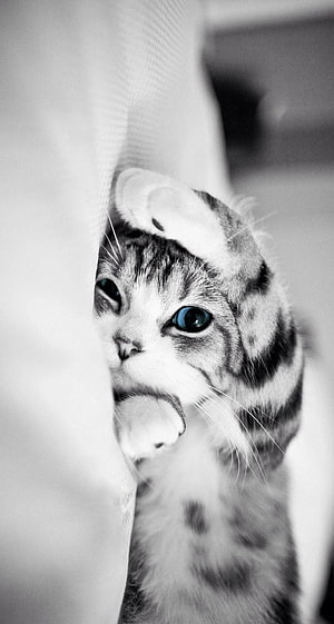 Curious Tabby Kitten Peeking From Behind Fabric With Selective Blue Eyes HD phone wallpaper