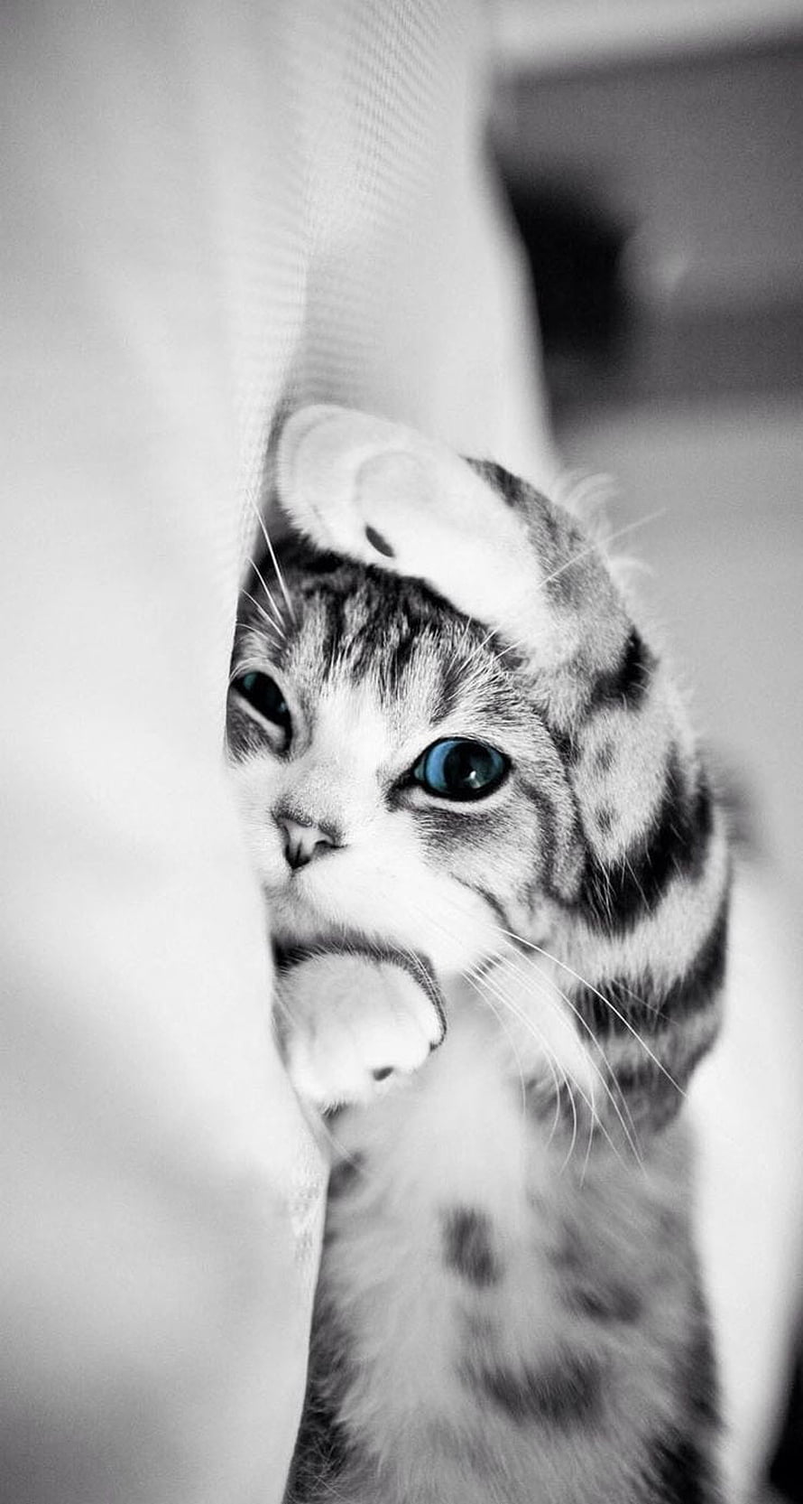 Curious Tabby Kitten Peeking From Behind Fabric With Selective Blue Eyes HD phone wallpaper