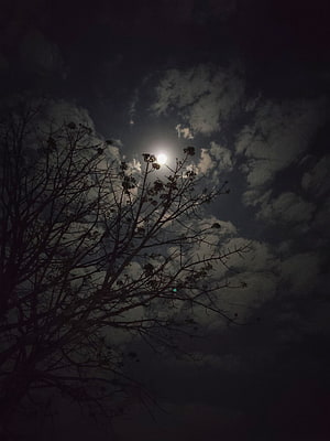 Silhouette of bare tree branches against a bright full moon and dark cloudy night sky HD phone wallpaper