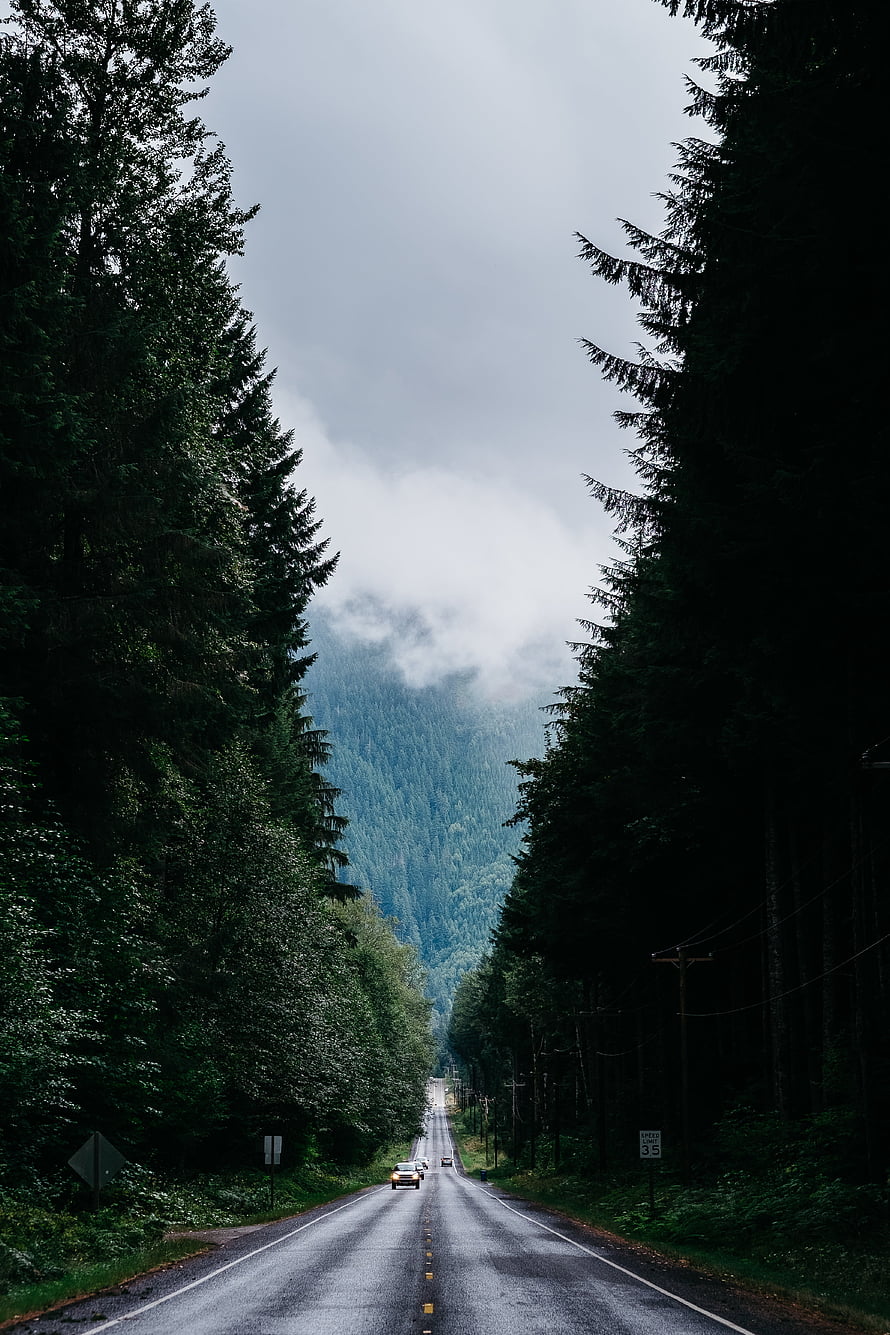 Moody Forest Highway Vanishing Into Misty Mountain Valley HD phone wallpaper