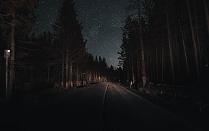 Dark forest road under a starry night sky with tall pine trees lining the path HD wallpaper