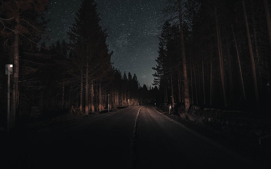 Dark forest road under a starry night sky with tall pine trees lining the path HD wallpaper