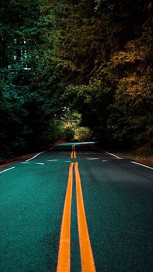 Winding Forest Road With Double Yellow Lines And Dense Green Trees HD phone wallpaper