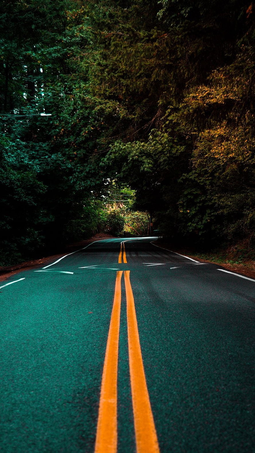Winding Forest Road With Double Yellow Lines And Dense Green Trees HD phone wallpaper