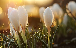 White Crocus Buds with Dew Drops Backlit by Golden Spring Sunlight HD wallpaper