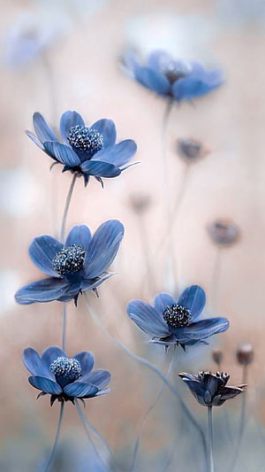 Delicate Blue Nigella Damascena Flowers with Soft Bokeh Background HD phone wallpaper