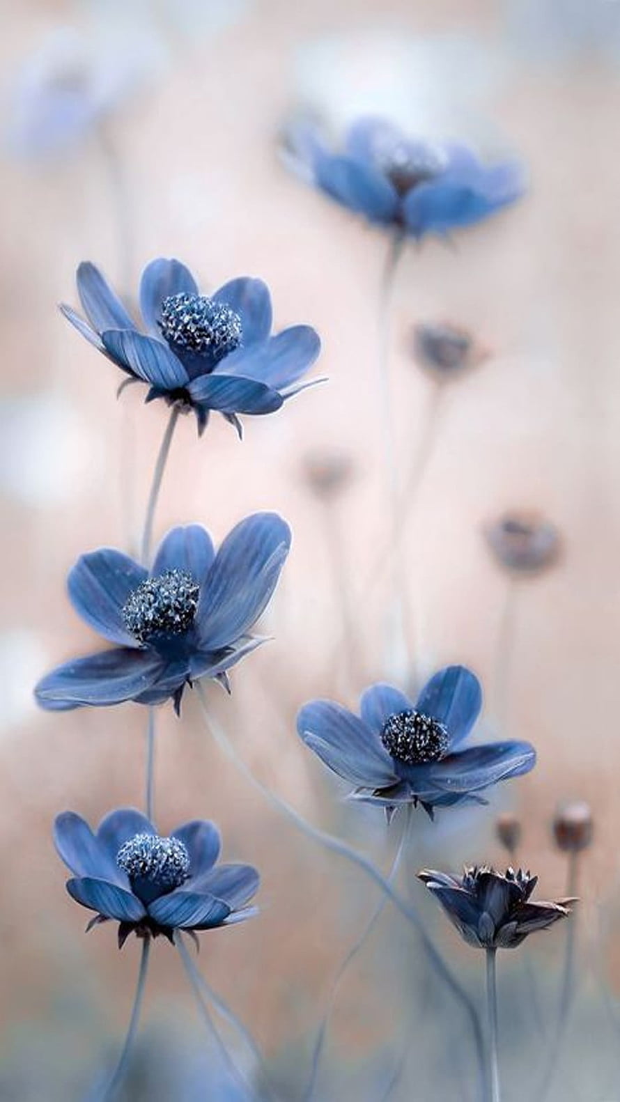 Delicate Blue Nigella Damascena Flowers with Soft Bokeh Background HD phone wallpaper