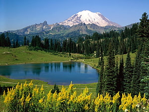 Mount Rainier National Park Scenic View with Reflection Lake and Wildflowers HD wallpaper