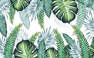 Watercolor Tropical Leaf Pattern with Monstera and Palm Fronds on White Background HD wallpaper