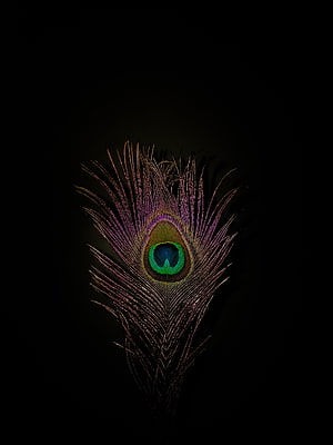 Iridescent Peacock Feather with Vivid Eye Pattern on Black Background HD phone wallpaper