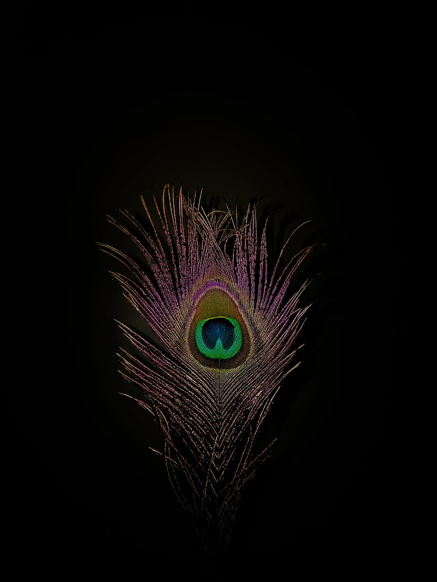 Iridescent Peacock Feather with Vivid Eye Pattern on Black Background HD phone wallpaper