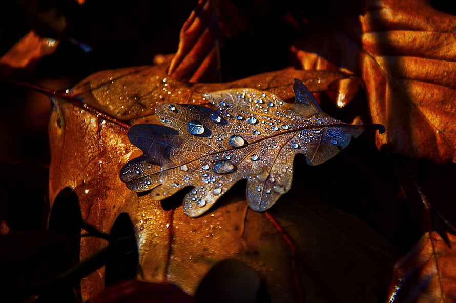 Macro Photography of Wet Oak Leaves with Dew Drops in Warm Autumn Light HD wallpaper