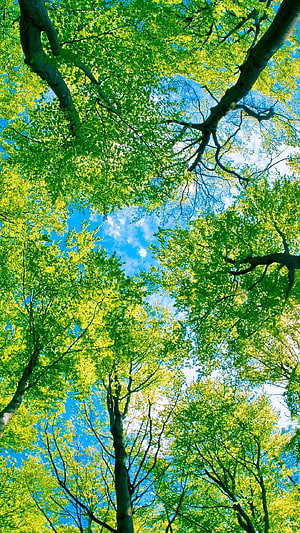Looking Up Through Vibrant Green Tree Canopy Against Bright Blue Sky HD phone wallpaper