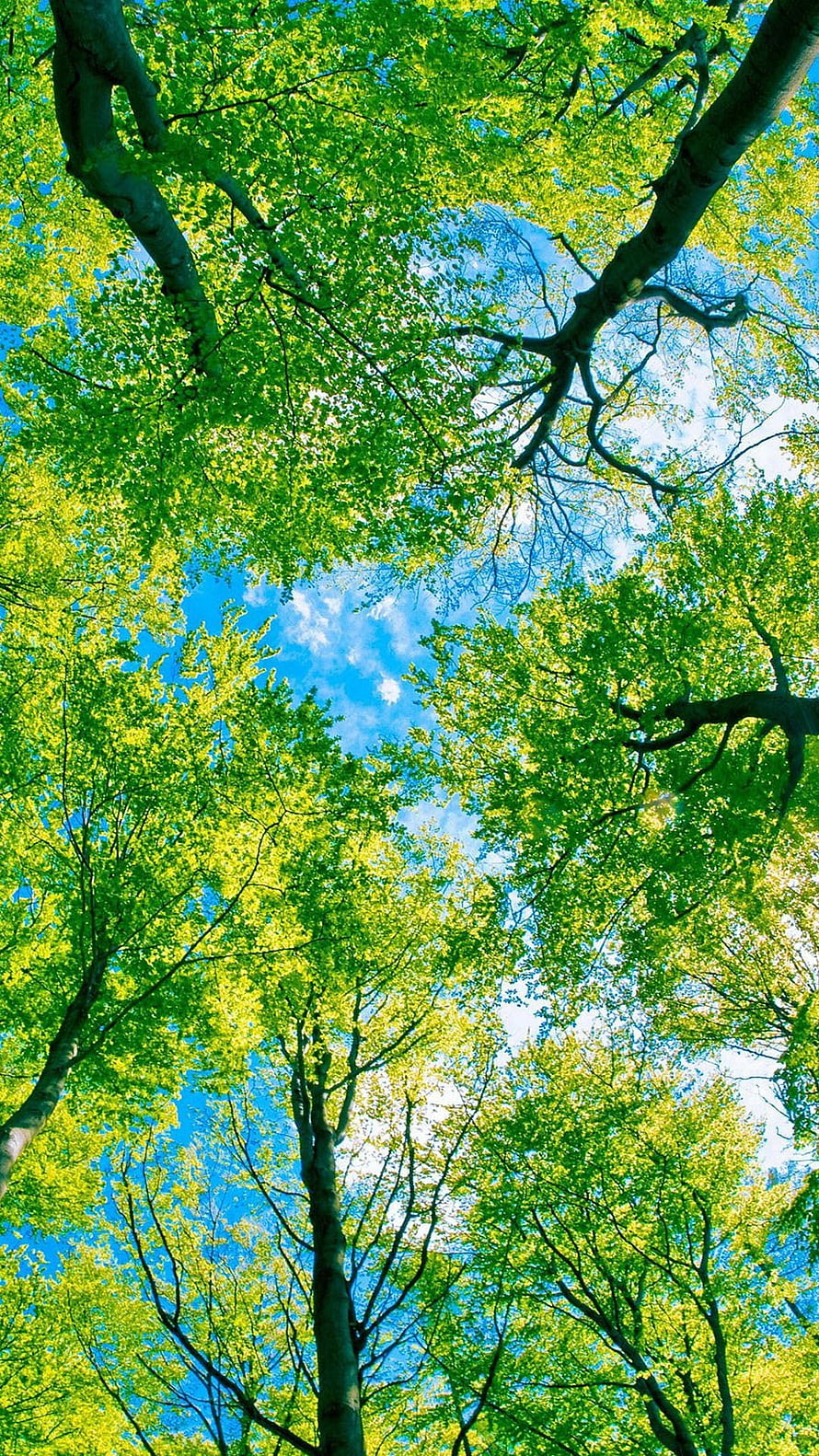 Looking Up Through Vibrant Green Tree Canopy Against Bright Blue Sky HD phone wallpaper