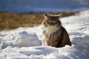 Fluffy Tabby Cat Sitting in Snowy Winter Landscape HD wallpaper