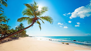 Tropical Beach Scene With Leaning Palm Tree And Bright Blue Ocean Under Clear Sky HD wallpaper