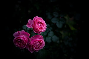 Three vibrant pink rose blooms with water droplets set against a deep black background HD wallpaper