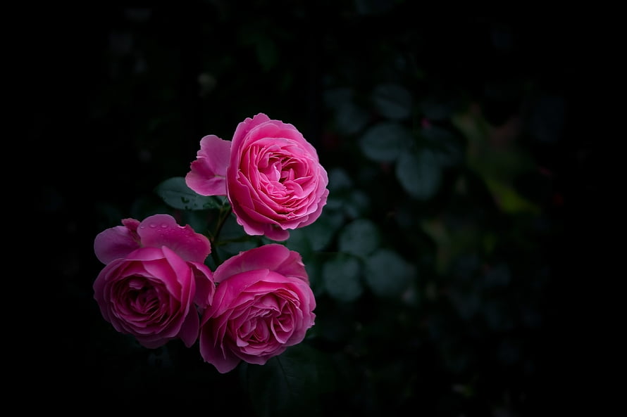 Three vibrant pink rose blooms with water droplets set against a deep black background HD wallpaper