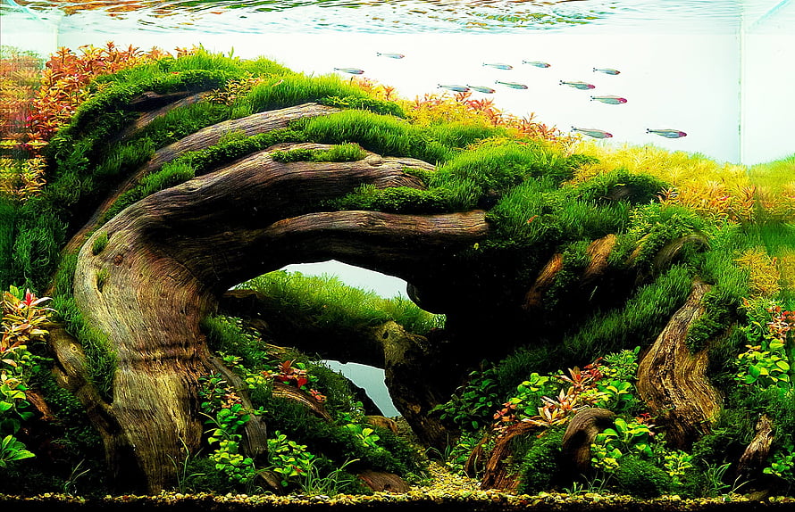 Lush Nature Aquarium Aquascape with Driftwood Arch and School of Tetras HD wallpaper