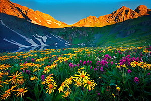 Vibrant Alpine Meadow with Yellow and Purple Wildflowers at Sunset HD wallpaper