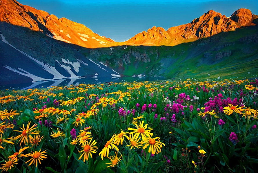Vibrant Alpine Meadow with Yellow and Purple Wildflowers at Sunset HD wallpaper