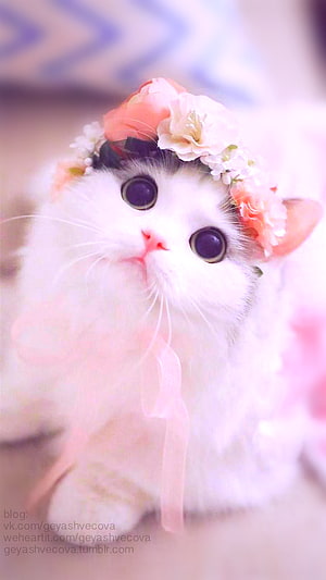Adorable White Kitten Wearing a Pink Floral Crown and Ribbon HD phone wallpaper
