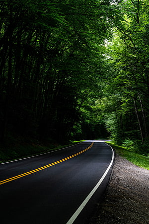 Winding asphalt road through a dense green forest with a canopy of trees overhead HD phone wallpaper