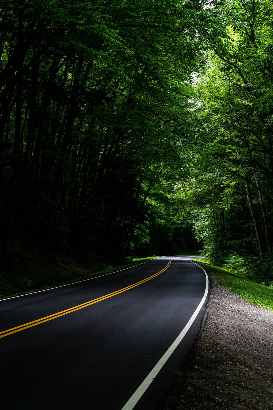 Winding asphalt road through a dense green forest with a canopy of trees overhead HD phone wallpaper