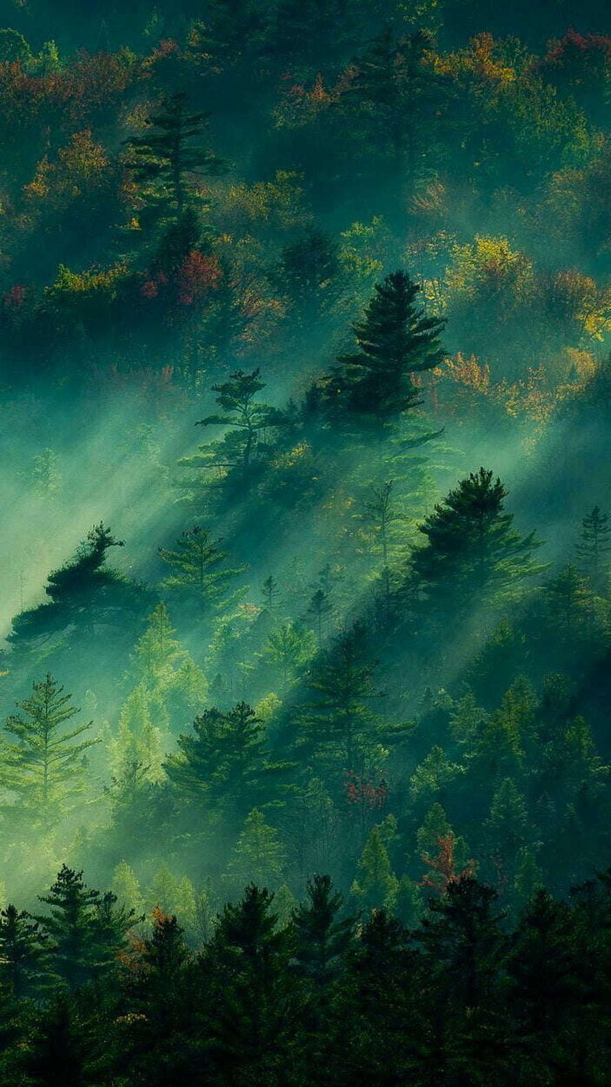 Mystical Forest with Sunbeams Piercing Through Misty Pine Trees HD phone wallpaper