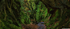 Mossy Forest Ravine with Ancient Trees and Autumn Leaves HD wallpaper