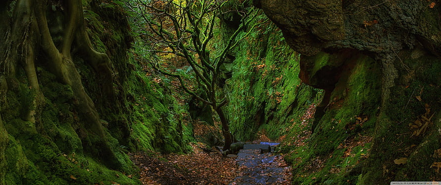 Mossy Forest Ravine with Ancient Trees and Autumn Leaves HD wallpaper