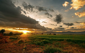 Golden sunset over a vast green rice paddy with distant mountains and dramatic storm clouds HD wallpaper
