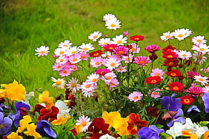Vibrant Mix of Pink, Red, and White Daisies with Colorful Pansies in a Lush Green Garden HD wallpaper
