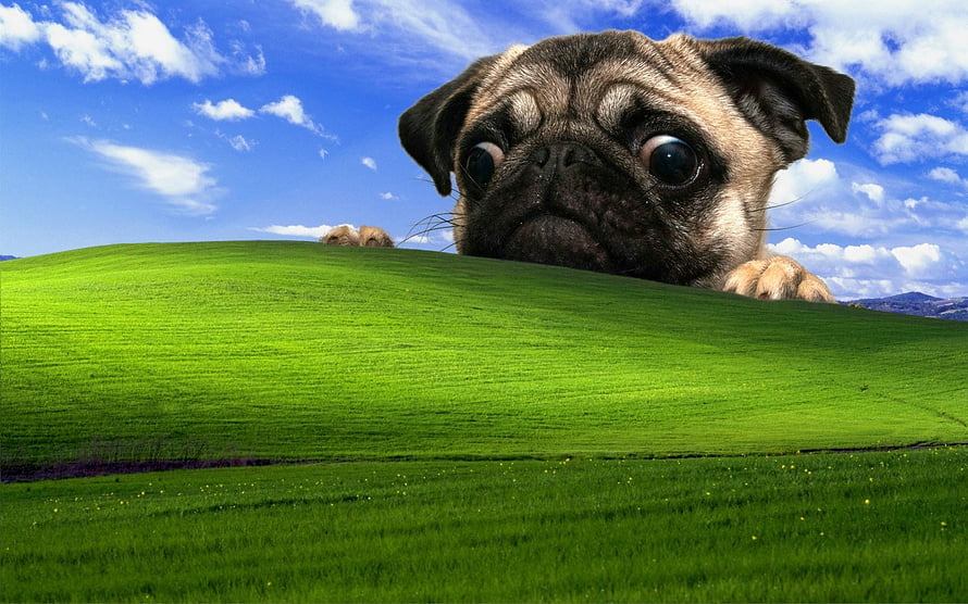 Cute Pug Dog Peeking Over Green Hill in Classic Windows XP Bliss Landscape HD wallpaper