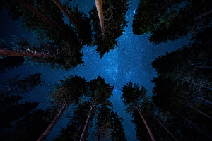 Looking Up at the Milky Way Through a Dense Forest Canopy at Night HD wallpaper