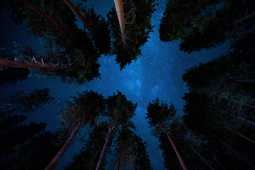 Looking Up at the Milky Way Through a Dense Forest Canopy at Night HD wallpaper