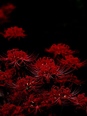 Vibrant Red Spider Lily Blooms Against a Deep Black Background HD phone wallpaper