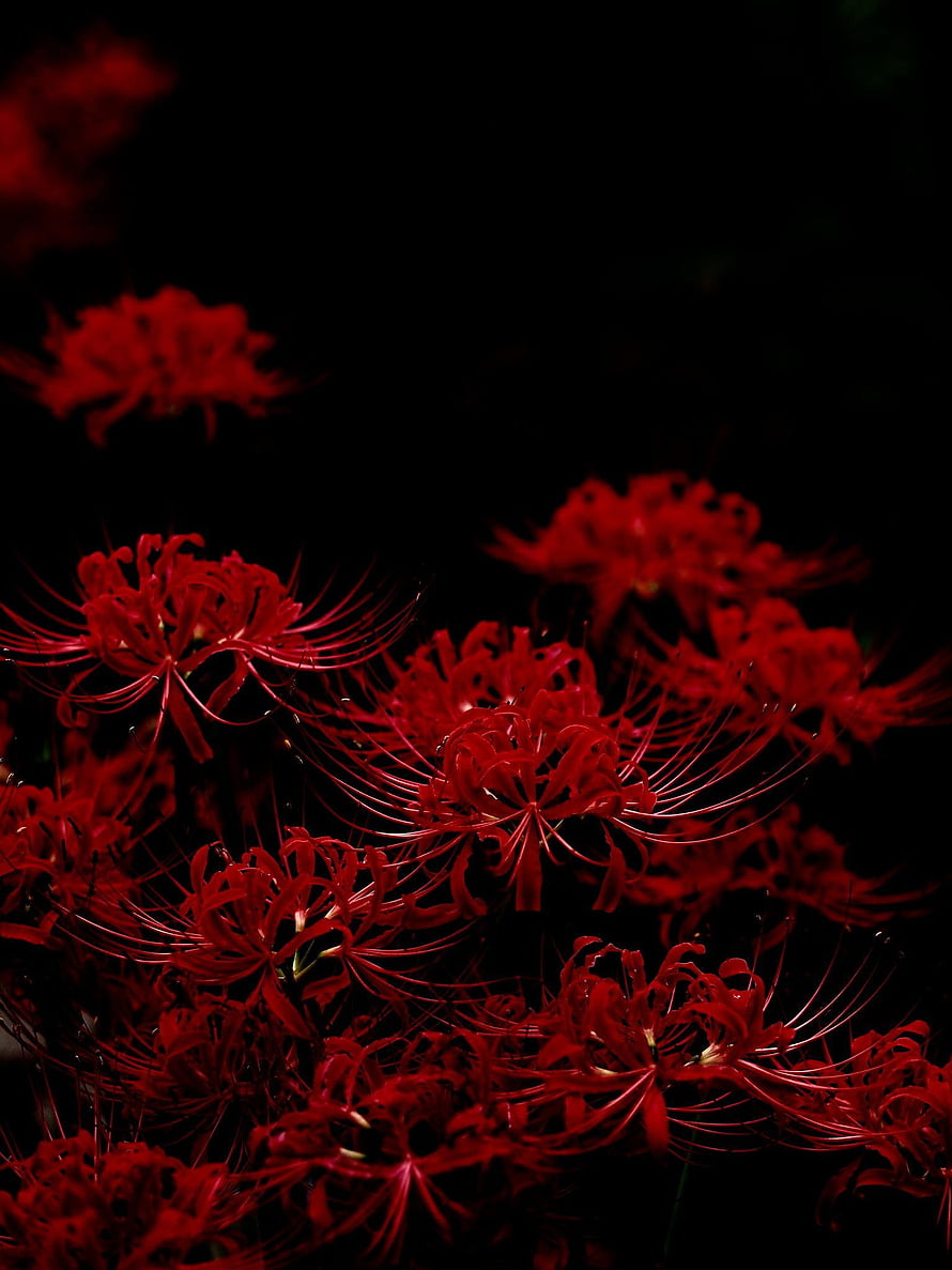 Vibrant Red Spider Lily Blooms Against a Deep Black Background HD phone wallpaper