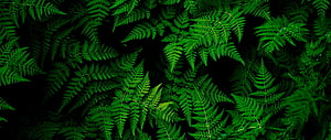 Vibrant Green Fern Leaves Pattern on Dark Background HD wallpaper
