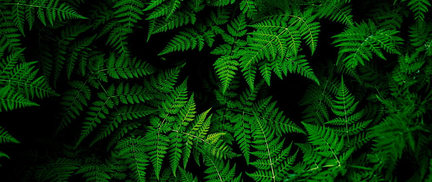 Vibrant Green Fern Leaves Pattern on Dark Background HD wallpaper
