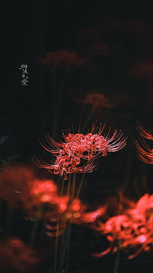Red Spider Lily Lycoris Radiata in Dark Moody Atmosphere HD phone wallpaper