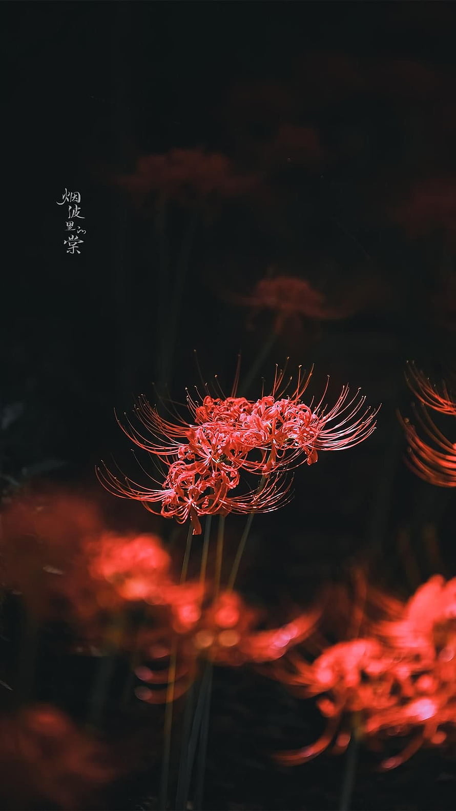 Red Spider Lily Lycoris Radiata in Dark Moody Atmosphere HD phone wallpaper