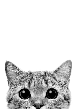 Cute Tabby Cat Peeking Up With Big Eyes On White Background HD phone wallpaper