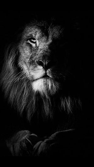 Majestic Male Lion Portrait in Dramatic Black and White Lighting HD phone wallpaper