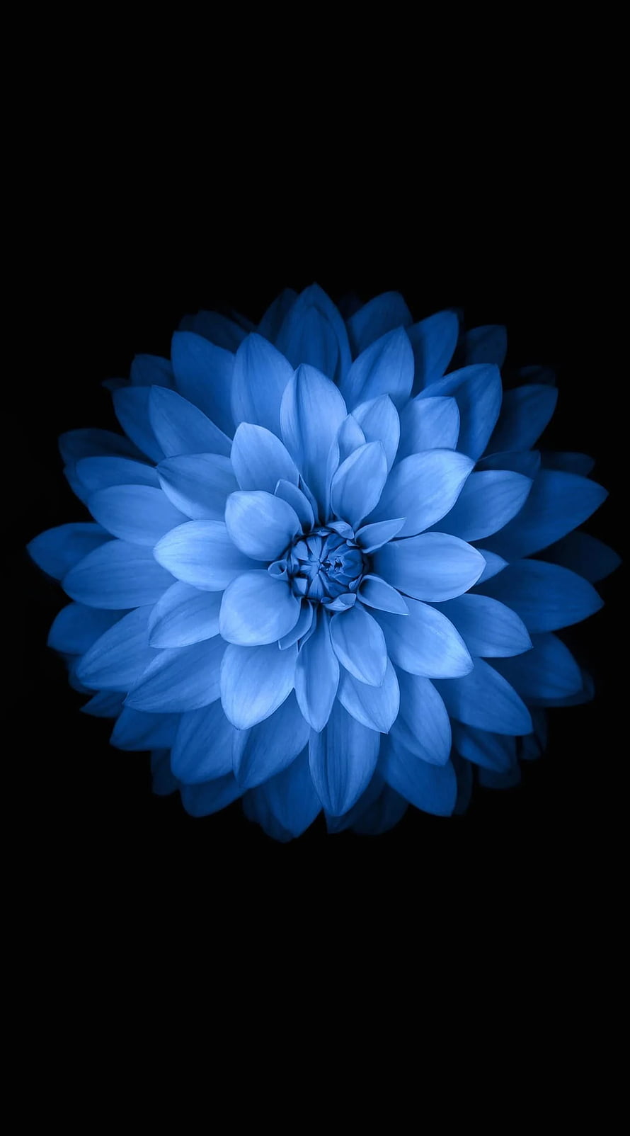 Stunning Blue Dahlia Flower Isolated on Black Background HD phone wallpaper