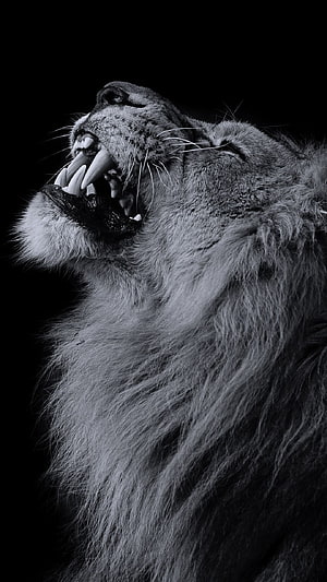 Majestic roaring lion head in black and white close-up portrait HD phone wallpaper