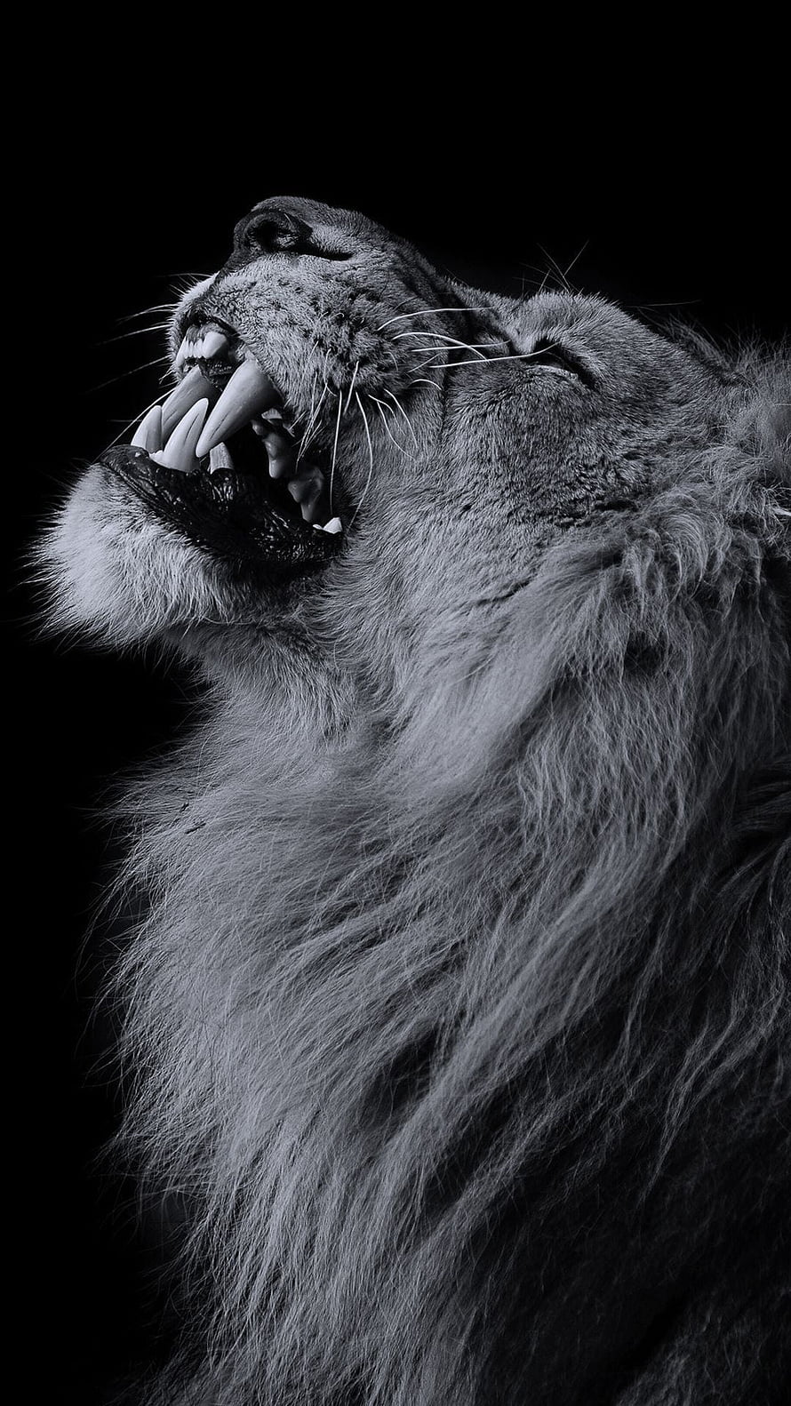 Majestic roaring lion head in black and white close-up portrait HD phone wallpaper