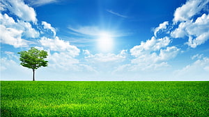 Lone Tree in Vibrant Green Meadow Under Bright Blue Sky with Fluffy Clouds HD wallpaper