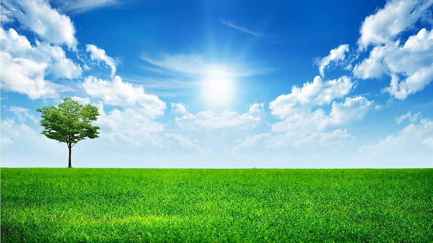 Lone Tree in Vibrant Green Meadow Under Bright Blue Sky with Fluffy Clouds HD wallpaper